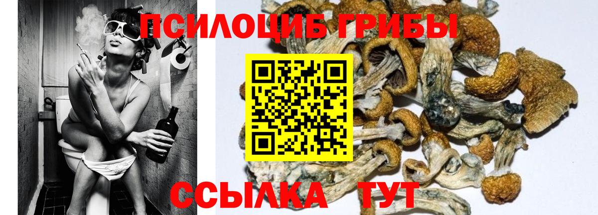 Псилоцибиновые грибы Cubensis Волхов
